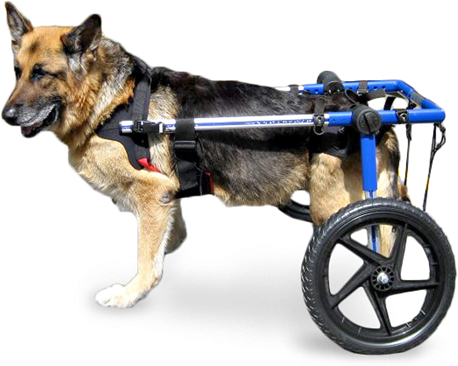 wolf_wheelchair.jpg